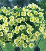 Петуния каскадная (ампельная) Лайм